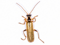 Cantharis decipiens